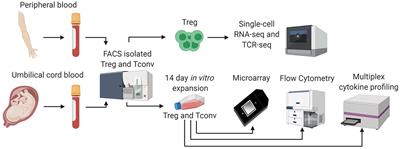 Human Regulatory T Cells From Umbilical Cord Blood Display Increased Repertoire Diversity and Lineage Stability Relative to Adult Peripheral Blood